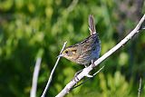 Nelson's Sparrow