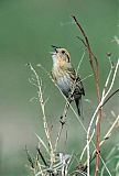 Nelson's Sparrow