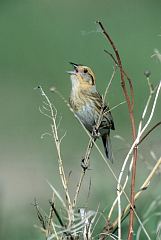 Nelson's Sparrow