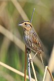 Nelson's Sparrowborder=