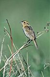 Nelson's Sparrow