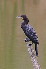 Neotropic Cormorant