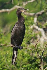 Neotropic Cormorant