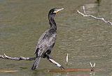 Neotropic Cormorantborder=