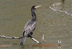 Neotropic Cormorant