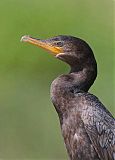 Neotropic Cormorant