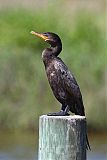 Neotropic Cormorantborder=