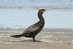 Neotropic Cormorant