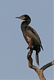 Neotropic Cormorant