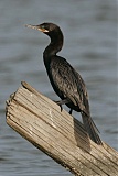 Neotropic Cormorant