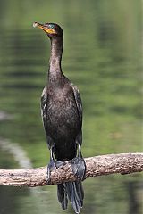 Neotropic Cormorant