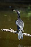 Neotropic Cormorant