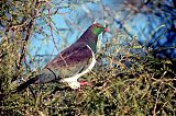 New Zealand Pigeon