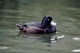 New Zealand Scaup