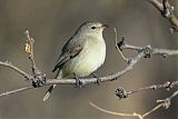 Northern Beardless-Tyrannulet