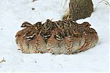 Northern Bobwhite