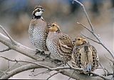 Northern Bobwhite