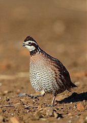 Northern Bobwhite