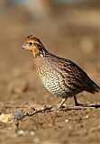 Northern Bobwhite