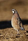 Northern Bobwhiteborder=