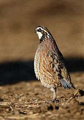 Northern Bobwhite