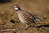 Northern Bobwhiteborder=