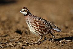 Northern Bobwhite