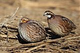 Northern Bobwhiteborder=