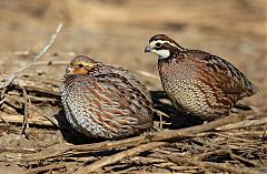 Northern Bobwhite