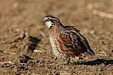 Northern Bobwhiteborder=