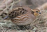 Northern Bobwhite