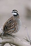 Northern Bobwhiteborder=