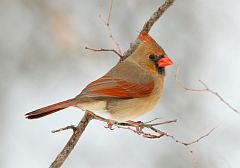 Northern Cardinal