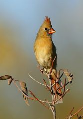 Northern Cardinal