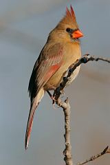 Northern Cardinal