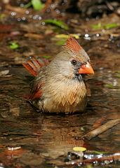 Northern Cardinal