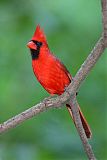 Northern Cardinal