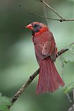 Northern Cardinal