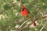 Northern Cardinal