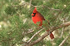 Northern Cardinal