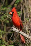 Northern Cardinal