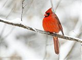 Northern Cardinalborder=