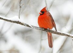 Northern Cardinal