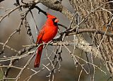 Northern Cardinal