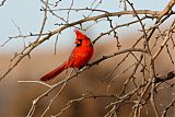 Northern Cardinal