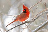 Northern Cardinal