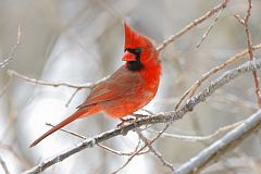 Northern Cardinal