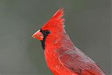 Northern Cardinalborder=