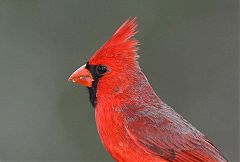 Northern Cardinal