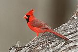 Northern Cardinal